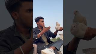 Kabuter ka sacha pyar ☠️🕊️👀petlovers pigeon shortfeed yt viralvideo spkabuterclub 😅🙏 [upl. by Nawak414]