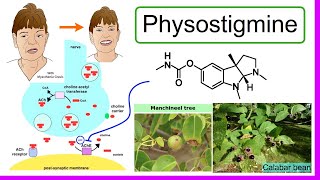 physostigmine [upl. by Notselrahc]