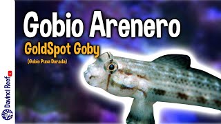 Gobio arenero para tu acuario marino  Cuidados parámetros y consejos [upl. by Gwenette]