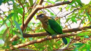 Lineated barbet Psilopogon lineatus  Asian barbet [upl. by Ahcilef904]