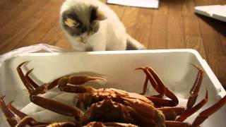 Cats intrigued by crabs [upl. by Worth]