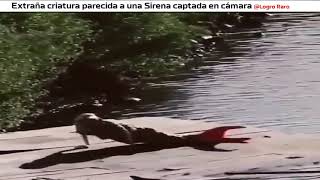 Sirena grabada en la vida real  extraña criatura captada en video mermaid sirenas [upl. by Acimak]