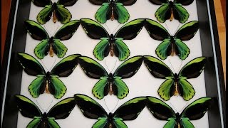 Ornithoptera allotei [upl. by Nabi309]