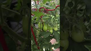 San Marzano tomatoes growing in containers containergardening tomatoes [upl. by Timmons538]