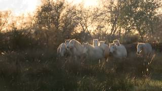 Au Coeur de la Roussatine le cheval Camargue [upl. by Donaugh]