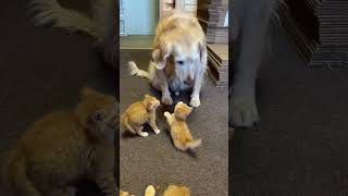 Tiny Kittens Investigate Gentle Golden Retriever [upl. by Otirecul945]