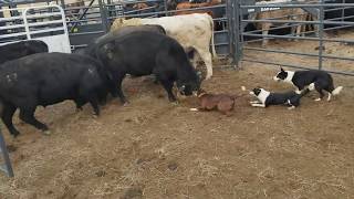 Loading bulls with Brick Kate and Dan [upl. by Luci928]