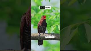 Violet cuckoo  Kedasih ungu masteran handal yang sedang viral birds [upl. by Mulcahy664]