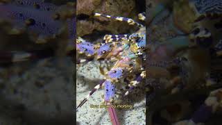 Lobster Behavior and Growth Explained [upl. by Dorotea]