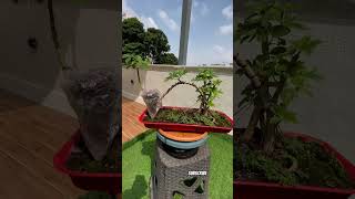 How to making Bonsai shape [upl. by Nosae]