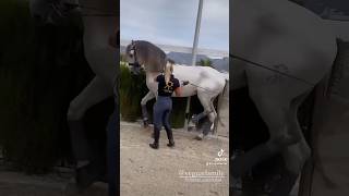 Yeguada Mile Piaff training piaffe in the hand piaffe purarazaespañola dressagehorse [upl. by Rehm]