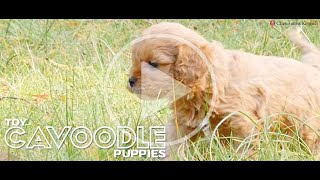 CAVOODLE PUPPIES [upl. by Clywd24]