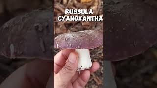 Russula cyanoxantha [upl. by Husha]