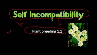 Self incompatibility in plants and significance in plant breeding [upl. by Newkirk109]