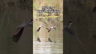 Shorebirds like these stilts are currently migrating down Florida’s peninsula birdmigration [upl. by Eidoj]