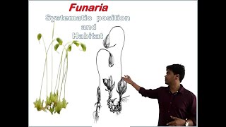 Funaria Systematic position and Habitat [upl. by Ellehcirt144]