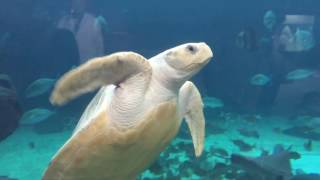 ヒメウミガメ Olive ridley sea turtle ＠須磨海浜水族園 [upl. by Dercy]