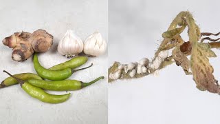 How to use Ginger Garlic and Green Chili as a natural pesticide [upl. by Ewall]