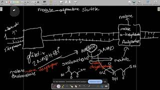 malateaspartate shuttlemalateaspertate fırlatışı [upl. by Barnabe]