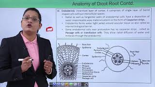 Class10th – Dicot and Monocot Root Structure  Xylem Hindi  Tutorials Point [upl. by Letsyrhc117]