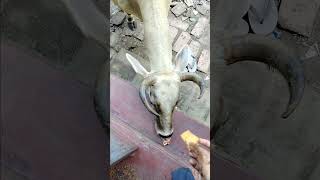 Gau mata ki seva trending cuteanimal viralvideo cow cuteannimals feedanimals shorts [upl. by Buell]