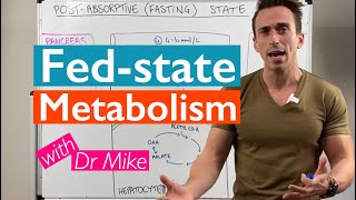 What happens to your body after eating a meal  Metabolism [upl. by Bourque]