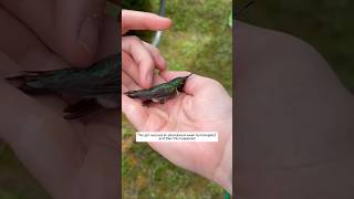 This girl rescued an abandoned weak hummingbird and then this happened animalshorts [upl. by Gurl219]