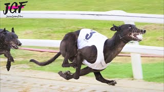 British Greyhound  Track Racing 🏆 [upl. by Ecarg]