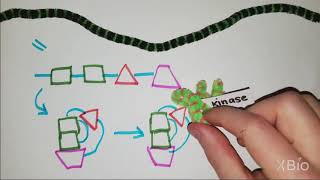 What is Phosphorylation [upl. by Jozef687]