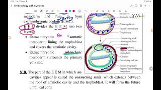 Chorionic Vesicle EMD عربي [upl. by Prosperus]