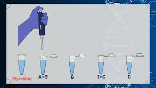 Maxam–Gilbert DNA Sequencing Method Animation [upl. by Naimerej]