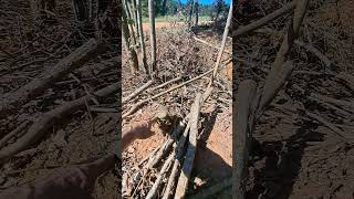 Coppicing and pollarding for pig pasture [upl. by Huesman]