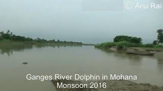 Ganges River Dolphin in Nepal [upl. by Akiram]