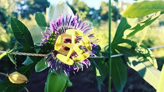 How To Grow Passiflora caerulea ‘Becky’s Blue amp White Passion Vine’ [upl. by Nwahsyt]