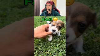 Quem tem medo de cachorro cara 😔 fezyn [upl. by Naujet]