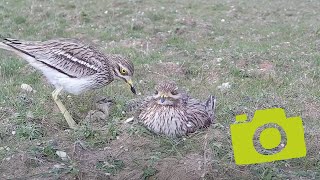 Stone curlew at NWT Weeting 2024  family moment [upl. by Consalve]