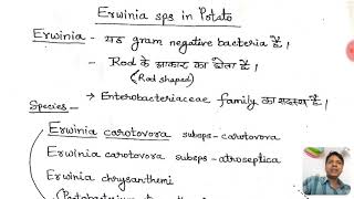 Erwinia sps in Potato Plant bacterial interaction hindi [upl. by Noslien610]