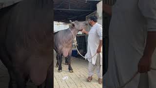 cowbeauty keşfet cow bull explore cattle syedfahad cute animals cowvideos [upl. by Ileane216]