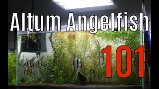 🔥 How to Keep Altum Angelfish 101 The Basics 4K [upl. by Goldy]