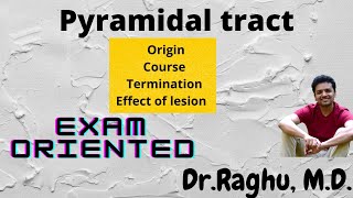 Pyramidal tract  Corticospinal tract  Upper motor neuron [upl. by Hax]