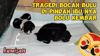 TRAGEDI ANAK KUCING PERSIA DI PINDAH INDUKNYA 7 X KARENA MERASA TIDAK AMAN  Life Cat Diary Ep134 [upl. by Lev]