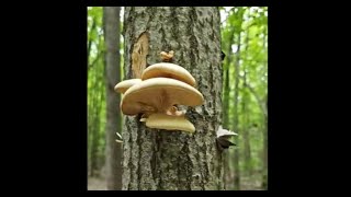 Oyster Mushroom foraging in Houghton Lake MI [upl. by Anitnemelc]