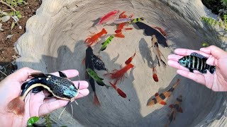 Amazing  Catch Glofish Crawfish Botiafish Zebra Fish Platyfish Koifish Mollyfish Ghostfish [upl. by Laidlaw]