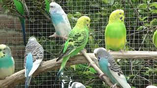 Grasparkieten  Lovebirds  Budgerigars  Wellensittiche  Parakeet sounds  Parkieten geluiden [upl. by Haas]