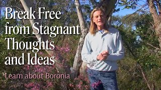 Break Free from Stagnant Thoughts and Ideas with Boronia [upl. by Ahseiat]