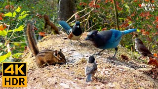 Cat TV for Cats to Watch 😺 Autumn Birds Chipmunks and Squirrels 🐦🐿️ 8 Hours4K HDR [upl. by Notsle]