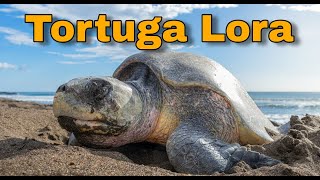 Visitando la Arribada de Tortugas Lora Lepidochelys olivacea Costa Rica [upl. by Elspet]