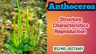 Anthoceros  Bryophytes  BSMSBotany  Urdu amp Hindi [upl. by Bruce]