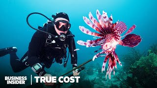 How Lionfish Invaded The Caribbean Can We Spear And Eat Enough Of Them  True Cost [upl. by Niwred]