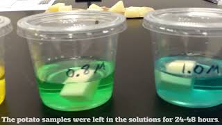 Observing Osmosis  AP Bio Lab 28 [upl. by Hakilam]